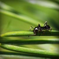 /album/ecologia-vive-/photolia-a05-jpg/
