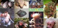 /album/ecologia-vive-/animales-raros-mundo-jpg/